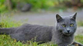 Kucing Busok khas Pulau Raas, Kabupaten Sumenep. (FOTO: IDN Times)