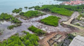 Kondisi lahan mangrove di Desa Ambat, Kecamatan Tlanakan, Kabupaten Pamekasan usai ditebang menggunakan alat berat. 