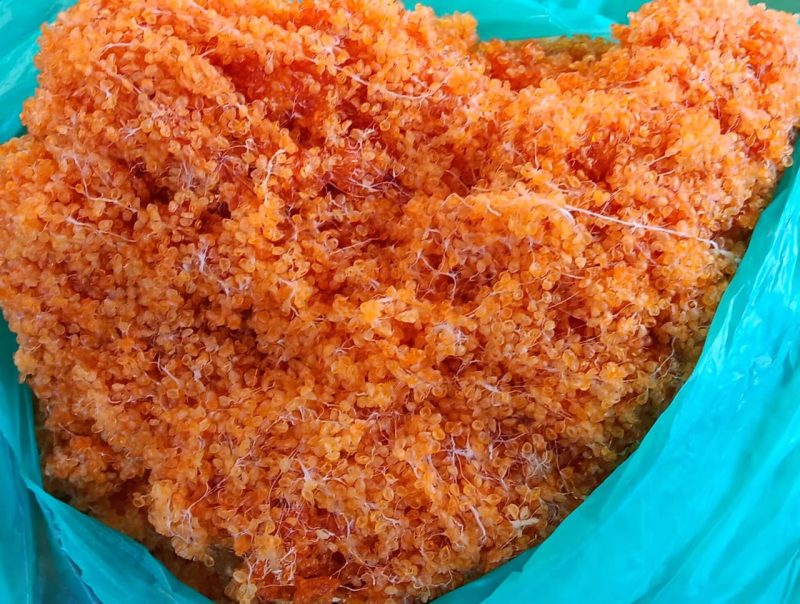 Telur ikan terbang dalam kondisi kering.