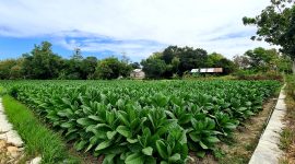 Lahan pertanian tembakau di Kecamatan Pademawu, Pamekasan.