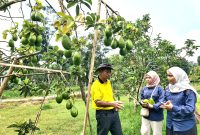 Kepala Dinkes Pamekasan dr. Saifuddin berbincang dengan kru Klik Madura di kebun alpukat Desa Tebul Barat, Kecamatan Pegantenan, Pamekasan, Madura.