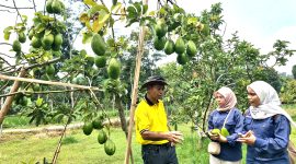 Kepala Dinkes Pamekasan dr. Saifuddin berbincang dengan kru Klik Madura di kebun alpukat Desa Tebul Barat, Kecamatan Pegantenan, Pamekasan, Madura.