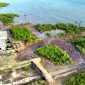 Foto udara lahan mangrove yang dibabat di Desa Ambat, Kecamatan Tlanakan, Kabupaten Pamekasan.