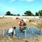 Sejumlah pengurus PD Pemuda Muhammadiyah Pamekasan dan anggota Pokmaswas Mekar Sari menanam mangrove di Desa Ambat, Kecamatan Tlanakan, Rabu (5/2/2025). (FOTO: PD PEMUDA MUHAMMADIYAH PAMEKASAN FOR KLIKMADURA)