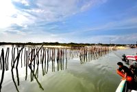Nelayan melintas di sekitar pagar laut yang diduga dibangun atas peran PT. Budiono Madura Bangun Persada di Pantai Jumiang, tepatnya di Dusun Duko, Desa Tanjung, Kecamatan Pademawu, Pamekasan. (DOK. KLIKMADURA)