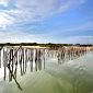 Nelayan melintas di sekitar pagar laut yang diduga dibangun atas peran PT. Budiono Madura Bangun Persada di Pantai Jumiang, tepatnya di Dusun Duko, Desa Tanjung, Kecamatan Pademawu, Pamekasan. (DOK. KLIKMADURA)