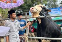 RH. Lora Izzu Muhammad Rofi’i berada di sekitar Buleleng, sapi berkualitas tinggi kesayangannya. (MOH. IQBALUL KHAVEI MZ / KLIKMADURA)
