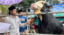 RH. Lora Izzu Muhammad Rofi’i berada di sekitar Buleleng, sapi berkualitas tinggi kesayangannya. (MOH. IQBALUL KHAVEI MZ / KLIKMADURA)