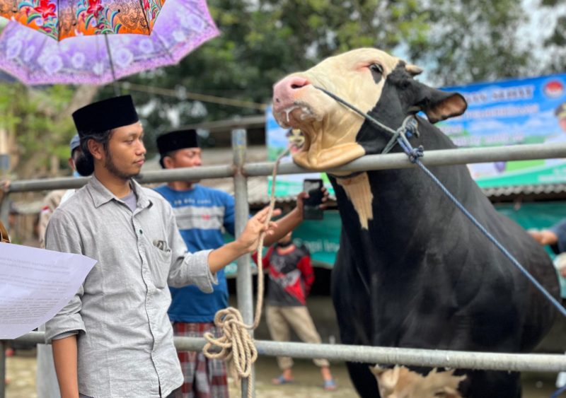 RH. Lora Izzu Muhammad Rofi’i berada di sekitar Buleleng, sapi berkualitas tinggi kesayangannya. (MOH. IQBALUL KHAVEI MZ / KLIKMADURA)