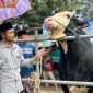 RH. Lora Izzu Muhammad Rofi’i berada di sekitar Buleleng, sapi berkualitas tinggi kesayangannya. (MOH. IQBALUL KHAVEI MZ / KLIKMADURA)