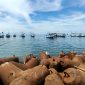 Sejumlah perahu nelayan berada di perairan pantura Pamekasan. (DOK. KLIKMADURA)