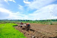MASA TANAM: Petani membajak sawah di Desa Plakpak, Kecamatan Pengantenan, Pamekasan beberapa waktu lalu. (LAILIYATUN NURIYAH / KLIKMADURA)