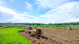 MASA TANAM: Petani membajak sawah di Desa Plakpak, Kecamatan Pengantenan, Pamekasan beberapa waktu lalu. (LAILIYATUN NURIYAH / KLIKMADURA)