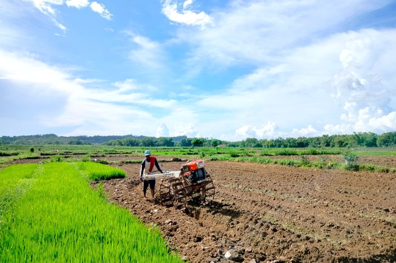 MASA TANAM: Petani membajak sawah di Desa Plakpak, Kecamatan Pengantenan, Pamekasan beberapa waktu lalu. (LAILIYATUN NURIYAH / KLIKMADURA)
