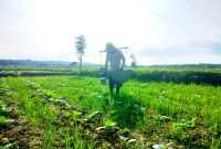 TERIK: Petani menyiram tembakau di Desa Plakpak, Kecamatan Pegantenan, Pamekasan beberapa waktu lalu (LAILIYATUN NURIYAH/KLIK MADURA).