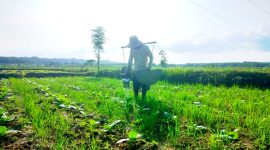 TERIK: Petani menyiram tembakau di Desa Plakpak, Kecamatan Pegantenan, Pamekasan beberapa waktu lalu (LAILIYATUN NURIYAH/KLIK MADURA).