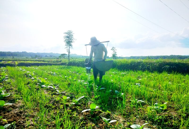 TERIK: Petani menyiram tembakau di Desa Plakpak, Kecamatan Pegantenan, Pamekasan beberapa waktu lalu (LAILIYATUN NURIYAH/KLIK MADURA).