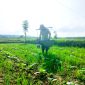 TERIK: Petani menyiram tembakau di Desa Plakpak, Kecamatan Pegantenan, Pamekasan beberapa waktu lalu (LAILIYATUN NURIYAH/KLIK MADURA).