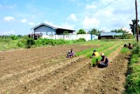 DAUN EMAS: Petani di Desa Lemper, Kecamatan Pademawu, Pamekasan mulai menanam tembakau. (LAILIYATUN NURIYAH/KLIK MADURA).
