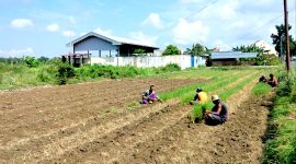 DAUN EMAS: Petani di Desa Lemper, Kecamatan Pademawu, Pamekasan mulai menanam tembakau. (LAILIYATUN NURIYAH/KLIK MADURA).