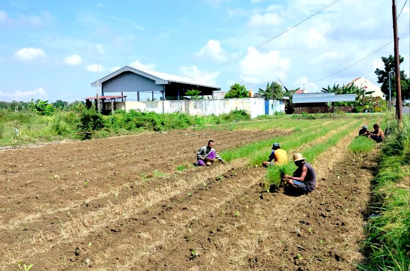 DAUN EMAS: Petani di Desa Lemper, Kecamatan Pademawu, Pamekasan mulai menanam tembakau. (LAILIYATUN NURIYAH/KLIK MADURA).
