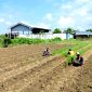 DAUN EMAS: Petani di Desa Lemper, Kecamatan Pademawu, Pamekasan mulai menanam tembakau. (LAILIYATUN NURIYAH/KLIK MADURA).