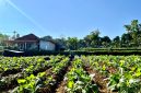 Petani menyiram tembakau di Kabupaten Pamekasan. (MOH. IQBALUL KHAVEI MZ / KLIKMADURA)