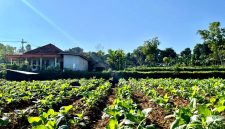 Petani menyiram tembakau di Kabupaten Pamekasan. (MOH. IQBALUL KHAVEI MZ / KLIKMADURA)