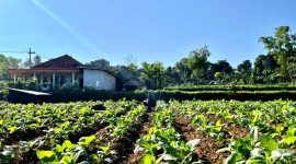 Petani menyiram tembakau di Kabupaten Pamekasan. (MOH. IQBALUL KHAVEI MZ / KLIKMADURA)