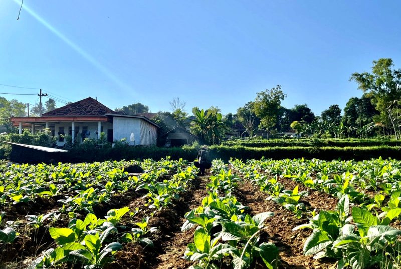 Petani menyiram tembakau di Kabupaten Pamekasan. (MOH. IQBALUL KHAVEI MZ / KLIKMADURA)