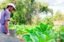Petani di Kabupaten Pamekasang menyiram tembakau menjelang masa panen. (MOH. IQBALUL KHAVEI MZ / KLIKMADURA)