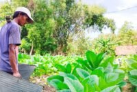 Petani di Kabupaten Pamekasang menyiram tembakau menjelang masa panen. (MOH. IQBALUL KHAVEI MZ / KLIKMADURA)
