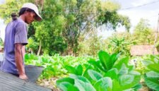 Petani di Kabupaten Pamekasang menyiram tembakau menjelang masa panen. (MOH. IQBALUL KHAVEI MZ / KLIKMADURA)