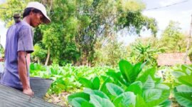 Petani di Kabupaten Pamekasang menyiram tembakau menjelang masa panen. (MOH. IQBALUL KHAVEI MZ / KLIKMADURA)