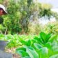 Petani di Kabupaten Pamekasang menyiram tembakau menjelang masa panen. (MOH. IQBALUL KHAVEI MZ / KLIKMADURA)