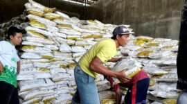 Warga mengangkut pupuk yang akan didistribusikan kepada poktan di Pamekasan. (MOH. IQBALUL KHAVEI MZ / KLIKMADURA)