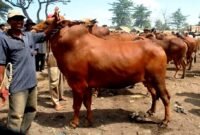 Pedagang sapi berada di Pasar Aeng Sareh beberapa waktu lalu. (DOK. KLIKMADURA)