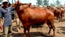 Pedagang sapi berada di Pasar Aeng Sareh beberapa waktu lalu. (DOK. KLIKMADURA)