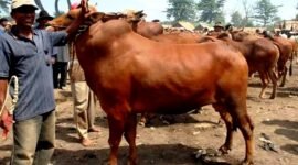 Pedagang sapi berada di Pasar Aeng Sareh beberapa waktu lalu. (DOK. KLIKMADURA)