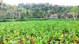 Tembakau di Desa Moncek Timur, Kecamatan Lenteng, Sumenep hampir memasuki masa panen. (DOK. KLIKMADURA)