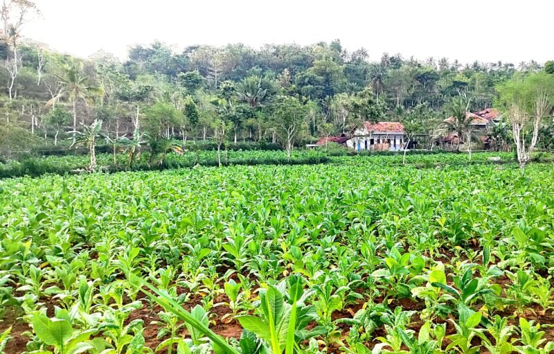 Tembakau di Desa Moncek Timur, Kecamatan Lenteng, Sumenep hampir memasuki masa panen. (DOK. KLIKMADURA)