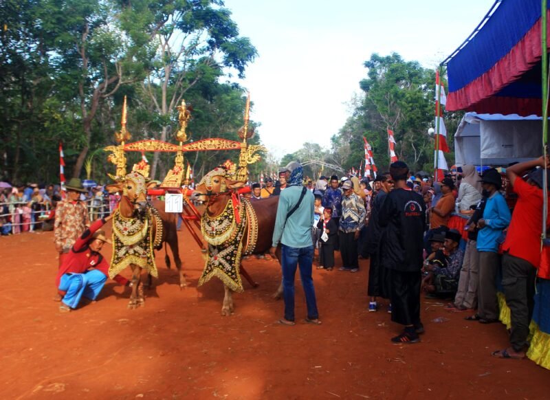 Sepasang sapi berada di lapangan bersiap mengikuti karapan sapi hias. (DOK. KLIKMADURA)