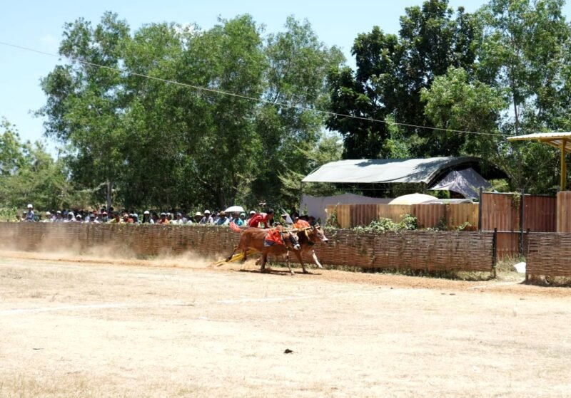 TERIK: Sepasang karapan sapi dipacu di Lapangan Murtajih, Pamekasan saat seleksi Piala Presiden tingkat kabupaten beberapa waktu lalu. (YUSRIL/KLIK MADURA)
