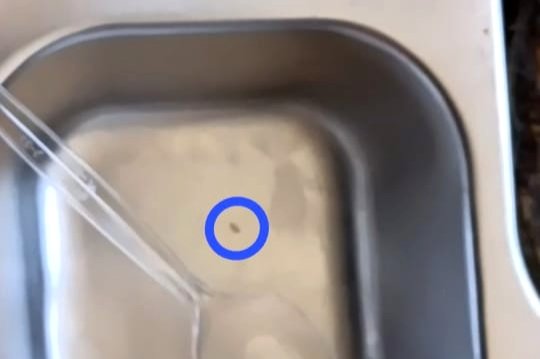 Foto diduga belatung berada di tempat makan MBG jatah SMP Islam Darut Tauhid, Desa Gunung Kesan, Kecamatan Karang Penang, Sampang. (ISTIMEWA)