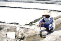 Sarip, petani garam di Desa Polagan mengukur tingkat salinitas. (ILHAM / KLIKMADURA)