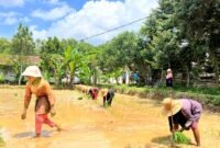 Warga menanam padi di Dusun Tengginah, Desa Klompang Timur, Kecamatan Pakong, Pamekasan. (MOH. IQBALUL KHAVEI MZ / KLIKMADURA)
