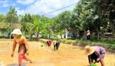 Warga menanam padi di Dusun Tengginah, Desa Klompang Timur, Kecamatan Pakong, Pamekasan. (MOH. IQBALUL KHAVEI MZ / KLIKMADURA)