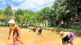 Warga menanam padi di Dusun Tengginah, Desa Klompang Timur, Kecamatan Pakong, Pamekasan. (MOH. IQBALUL KHAVEI MZ / KLIKMADURA)