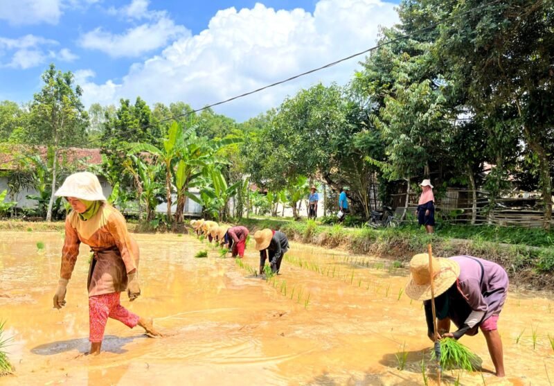 Warga menanam padi di Dusun Tengginah, Desa Klompang Timur, Kecamatan Pakong, Pamekasan. (MOH. IQBALUL KHAVEI MZ / KLIKMADURA)
