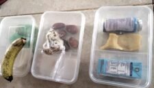 Menu MBG yang diterima siswa-siswi SDN Murtajih 2 Pamekasan. (ISTIMEWA)